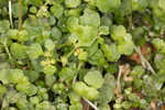 American golden saxifrage